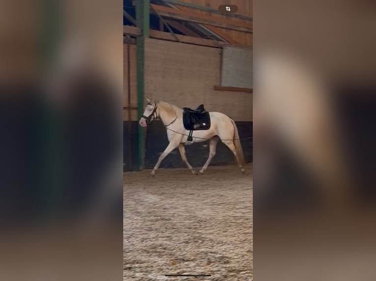 Lusitano Merrie 4 Jaar 152 cm in Friesenried