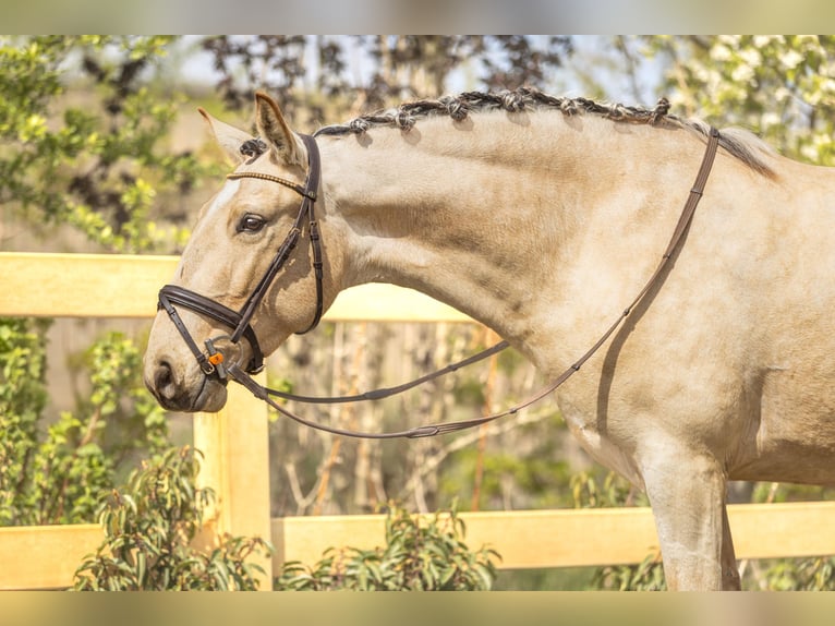 Lusitano Merrie 4 Jaar 153 cm Buckskin in Lelystad