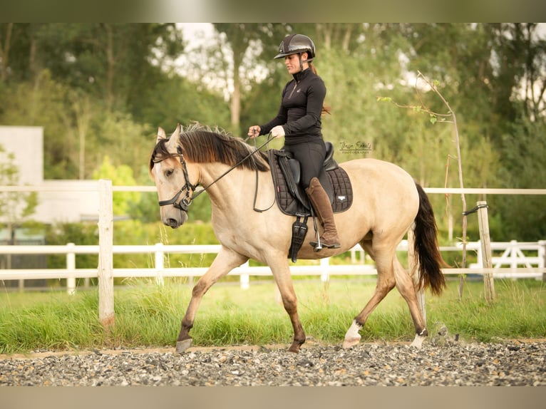 Lusitano Merrie 4 Jaar 153 cm Buckskin in Lelystad