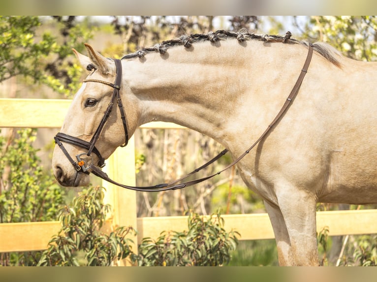 Lusitano Merrie 4 Jaar 153 cm Buckskin in Lelystad