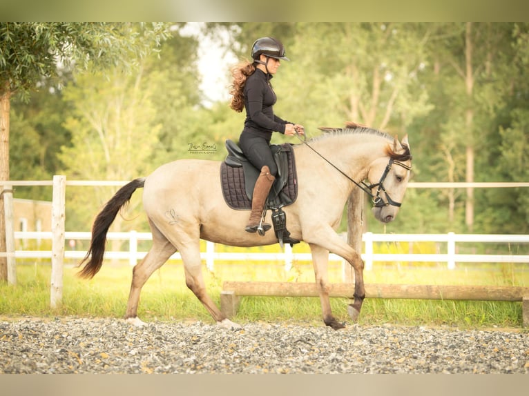 Lusitano Merrie 4 Jaar 153 cm Buckskin in Lelystad