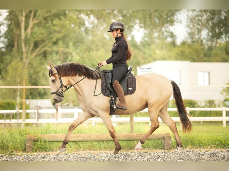 Lusitano Merrie 4 Jaar 153 cm Buckskin in Lelystad