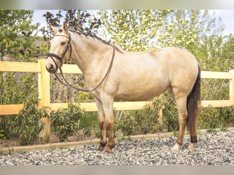 Lusitano Merrie 4 Jaar 153 cm Buckskin in Lelystad