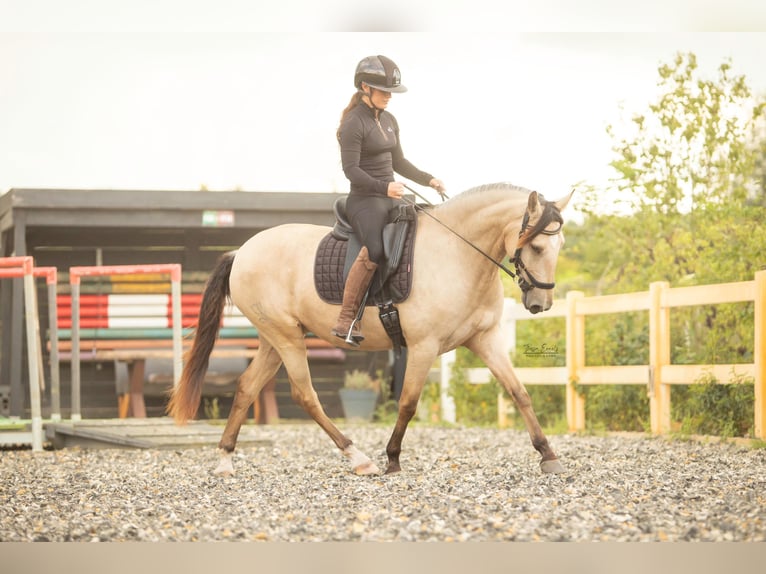 Lusitano Merrie 4 Jaar 153 cm Buckskin in Lelystad