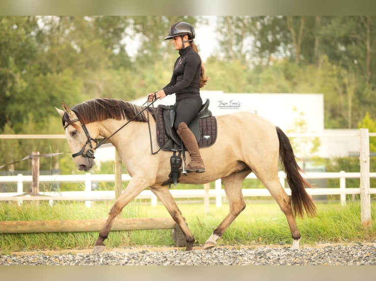 Lusitano Merrie 4 Jaar 153 cm Buckskin in Lelystad