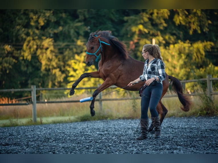 Lusitano Merrie 4 Jaar 154 cm Bruin in Bielefeld