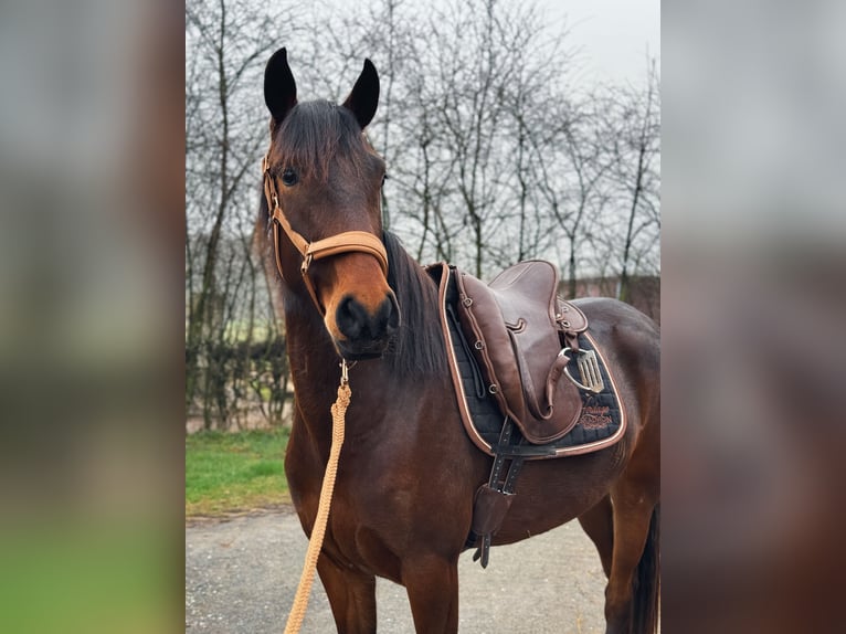 Lusitano Merrie 4 Jaar 154 cm Bruin in Bielefeld