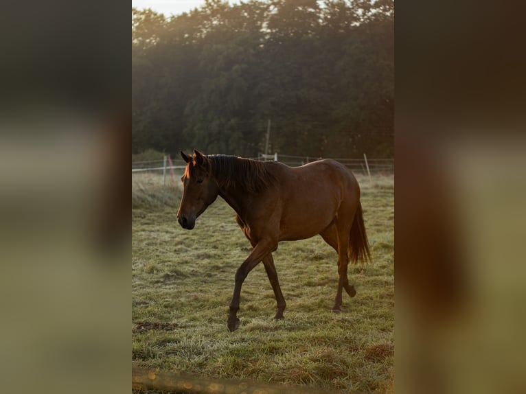 Lusitano Merrie 4 Jaar 154 cm Bruin in Bielefeld