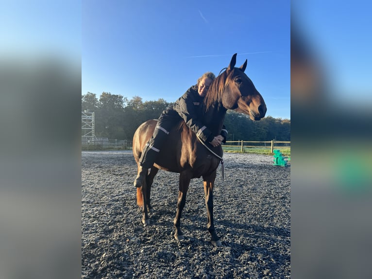 Lusitano Merrie 4 Jaar 154 cm Bruin in Bielefeld