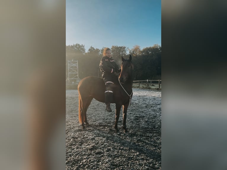 Lusitano Merrie 4 Jaar 154 cm Bruin in Bielefeld