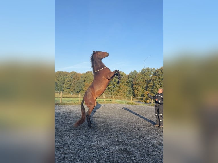 Lusitano Merrie 4 Jaar 154 cm Bruin in Bielefeld