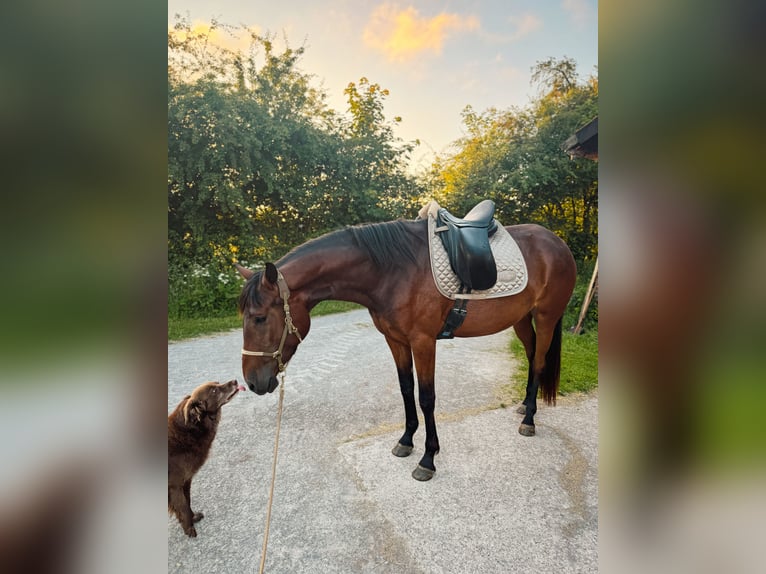 Lusitano Merrie 4 Jaar 154 cm Bruin in Bielefeld