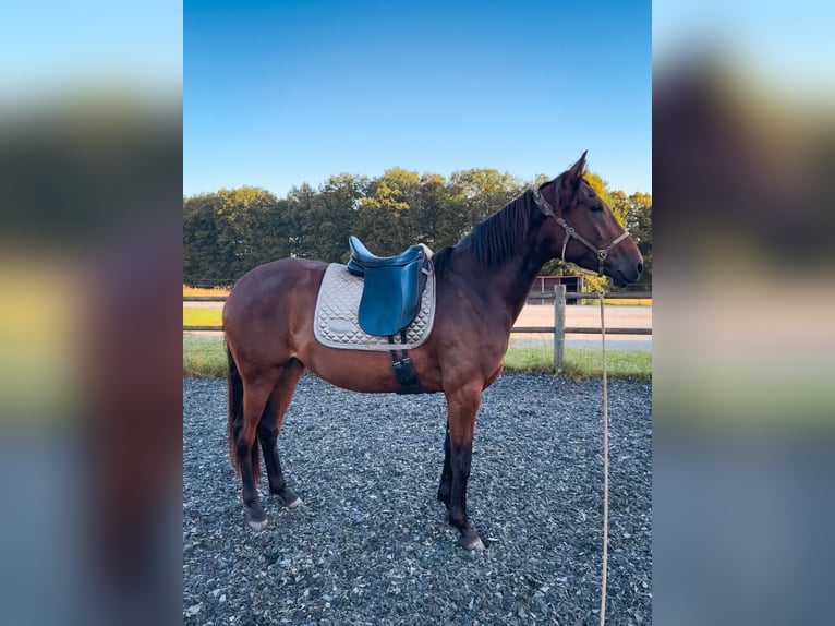 Lusitano Merrie 4 Jaar 154 cm Bruin in Bielefeld