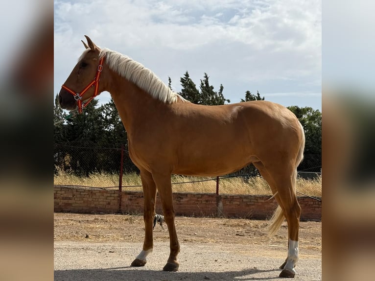Lusitano Merrie 4 Jaar 155 cm in B&#xFC;nde