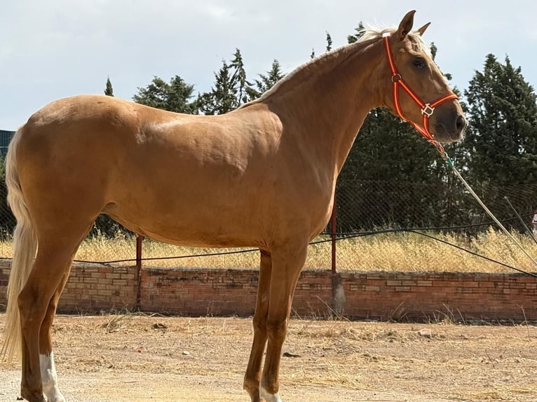 Lusitano Merrie 4 Jaar 155 cm in B&#xFC;nde