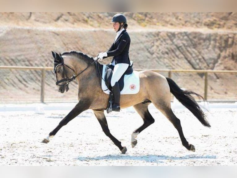 Lusitano Merrie 4 Jaar 155 cm Perlino in CAPTIEUX