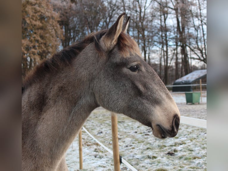 Lusitano Merrie 4 Jaar 157 cm Falbe in Halle Westfalen