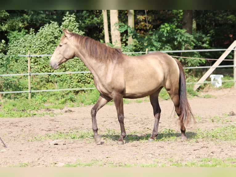 Lusitano Merrie 4 Jaar 157 cm Falbe in Halle Westfalen