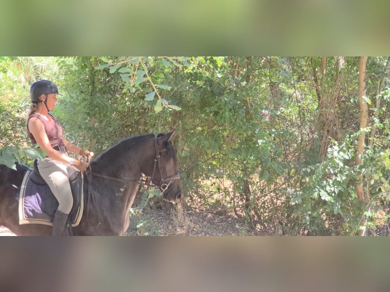 Lusitano Merrie 4 Jaar 158 cm Donkerbruin in Vale da Pedra