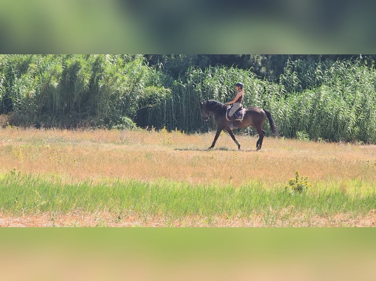 Lusitano Merrie 4 Jaar 158 cm Donkerbruin in Vale da Pedra