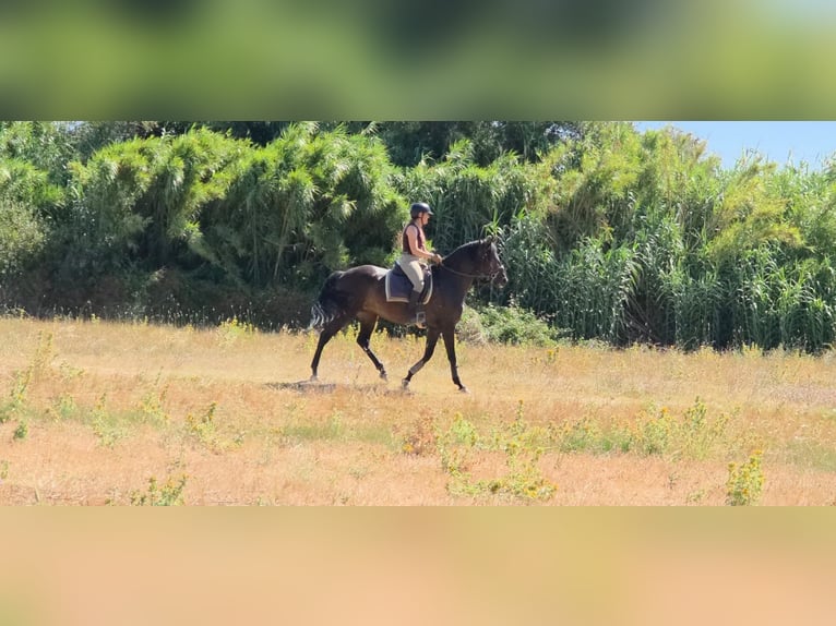 Lusitano Merrie 4 Jaar 158 cm Donkerbruin in Vale da Pedra