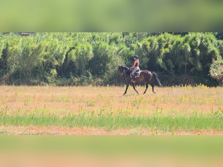 Lusitano Merrie 4 Jaar 158 cm Donkerbruin in Vale da Pedra