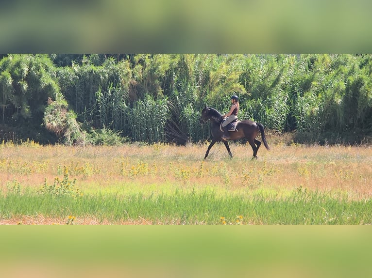 Lusitano Merrie 4 Jaar 158 cm Donkerbruin in Vale da Pedra