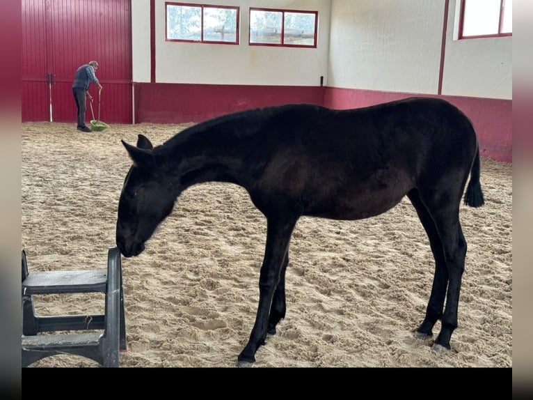 Lusitano Merrie 4 Jaar 158 cm Falbe in Branco
