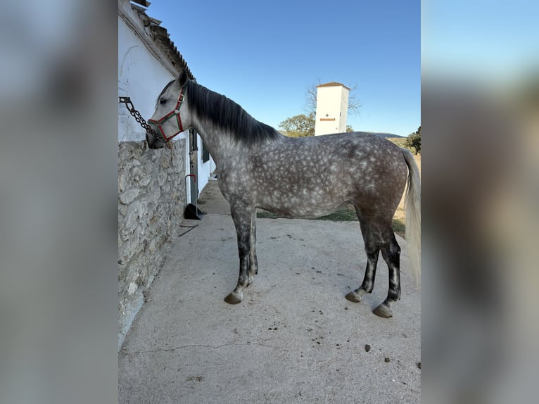 Lusitano Merrie 4 Jaar 159 cm Appelschimmel in Caceres Lusitano Merrie 4 Jaar 159 cm Appelschimmel in Caceres