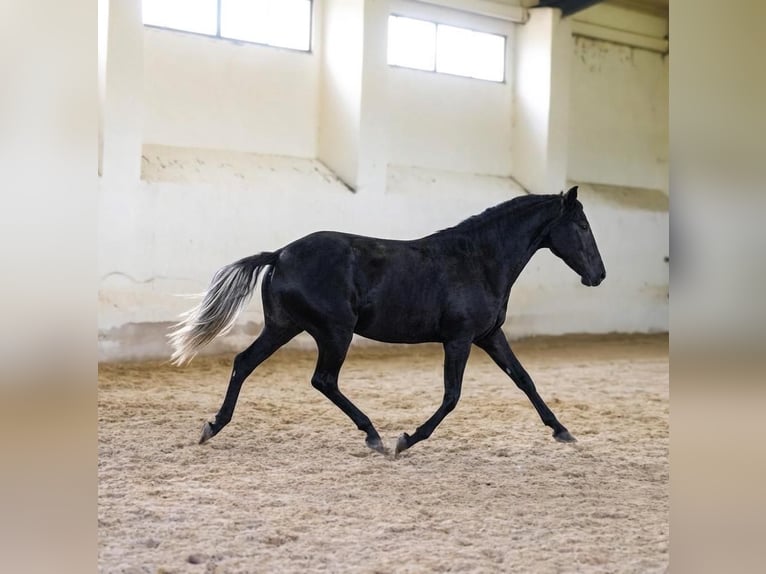 Lusitano Merrie 4 Jaar 159 cm Schimmel in El Espinar