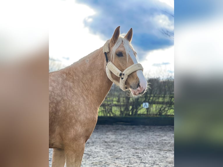 Lusitano Merrie 4 Jaar 160 cm Palomino in Rommerskirchen