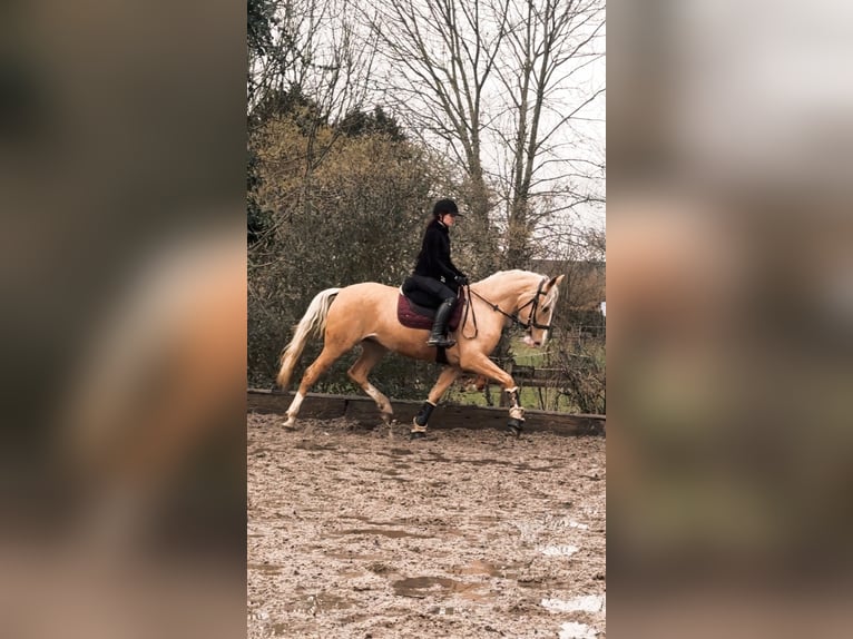 Lusitano Merrie 4 Jaar 160 cm Palomino in Rommerskirchen