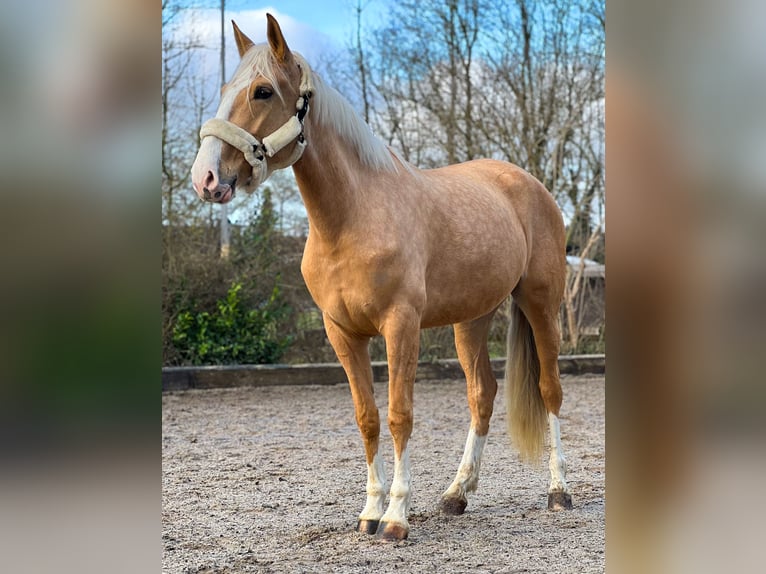 Lusitano Merrie 4 Jaar 160 cm Palomino in Rommerskirchen