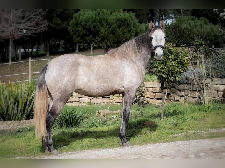 Lusitano Merrie 4 Jaar 160 cm Schimmel in Encarnação