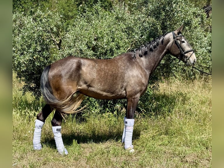 Lusitano Merrie 4 Jaar 160 cm Schimmel in Ourém