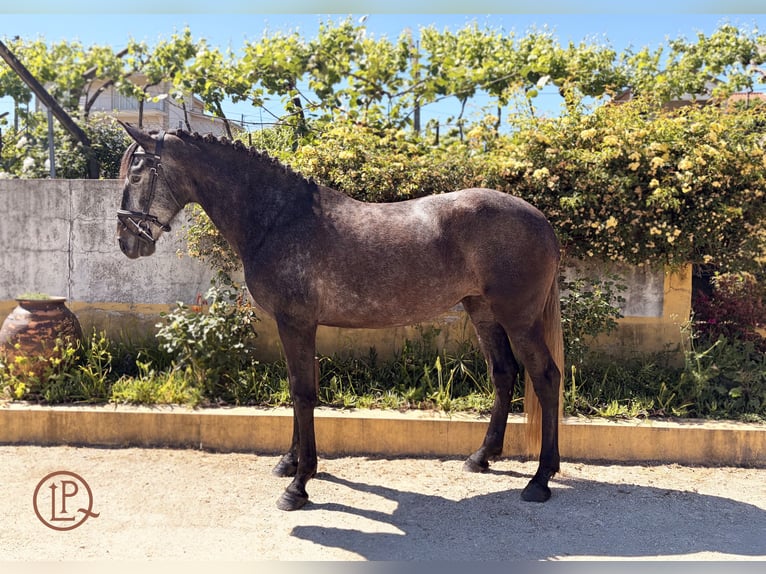 Lusitano Merrie 4 Jaar 160 cm Zwartschimmel in Amarante