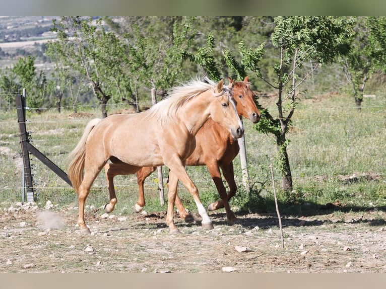 Lusitano Mix Merrie 4 Jaar 161 cm Palomino in Alcoi/Alcoy