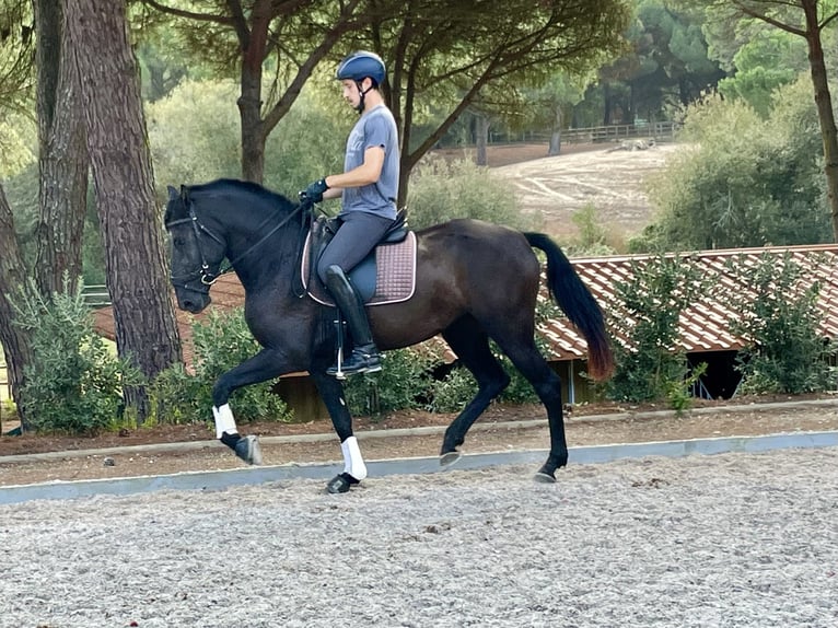 Lusitano Merrie 4 Jaar 161 cm Zwart in St. Estevao