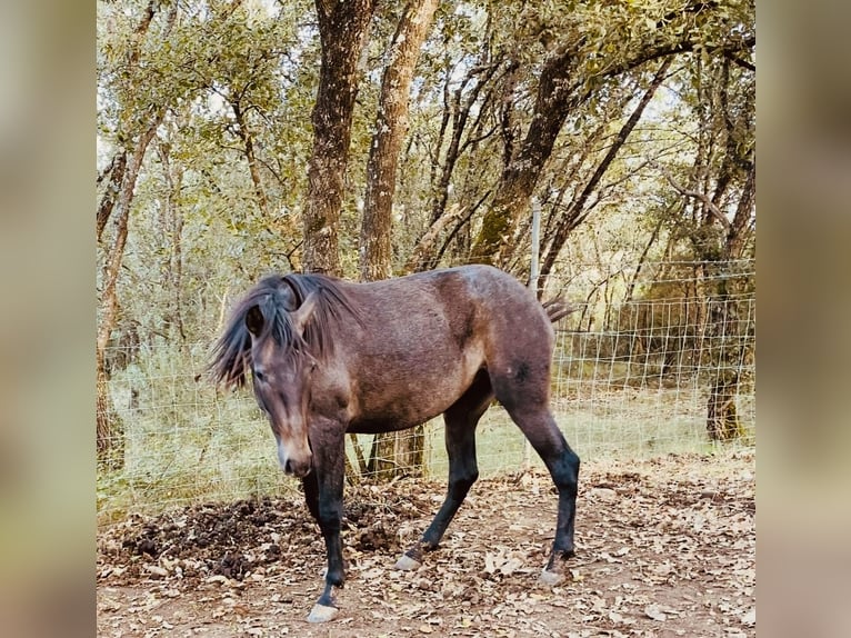 Lusitano Merrie 4 Jaar 162 cm Schimmel in Ourém