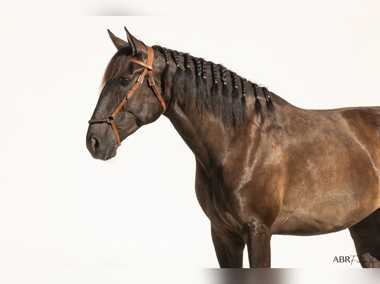 Lusitano Merrie 4 Jaar 162 cm Zwart in St.Estevao