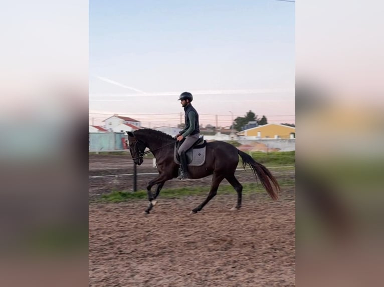 Lusitano Merrie 4 Jaar 162 cm Zwart in RIO MAIOR