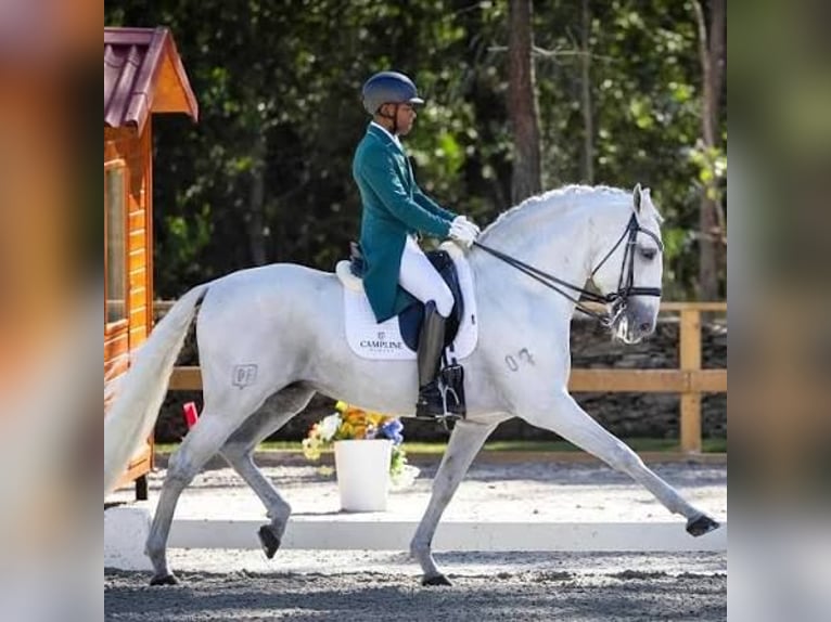 Lusitano Merrie 4 Jaar 163 cm Schimmel in Espirdo