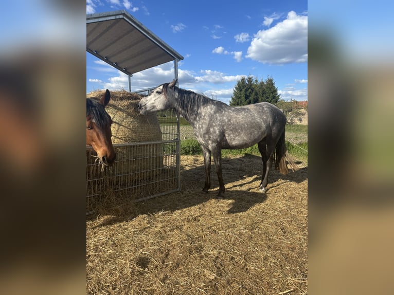 Lusitano Merrie 4 Jaar 164 cm Appelschimmel in Sch&#xF6;nhagenT