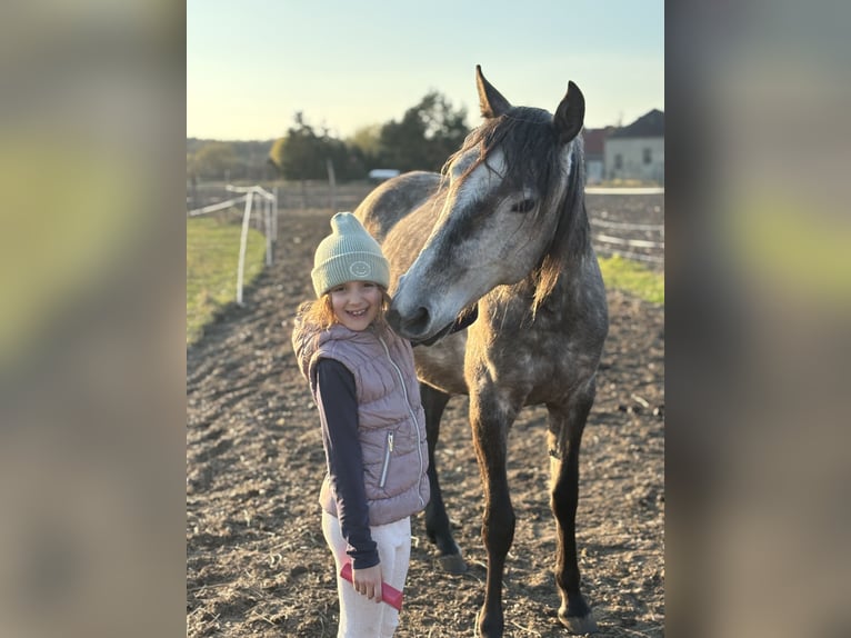 Lusitano Merrie 4 Jaar 164 cm Appelschimmel in Sch&#xF6;nhagenT