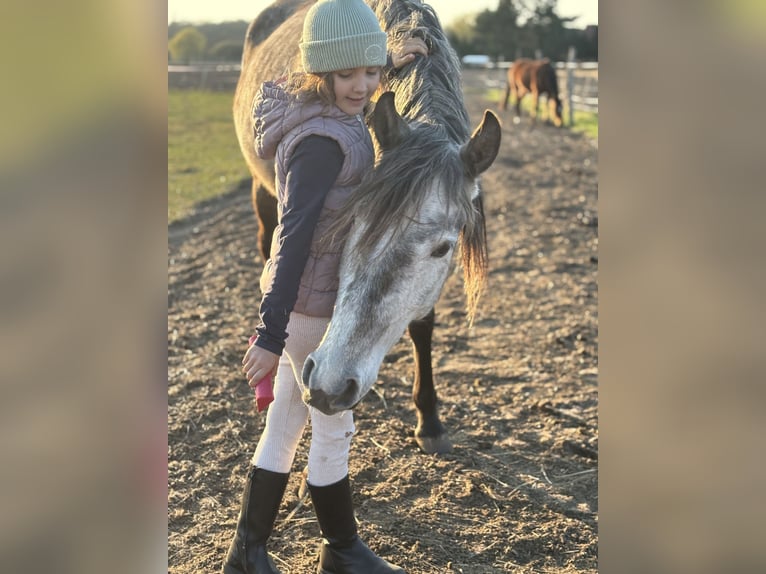 Lusitano Merrie 4 Jaar 164 cm Appelschimmel in Sch&#xF6;nhagenT