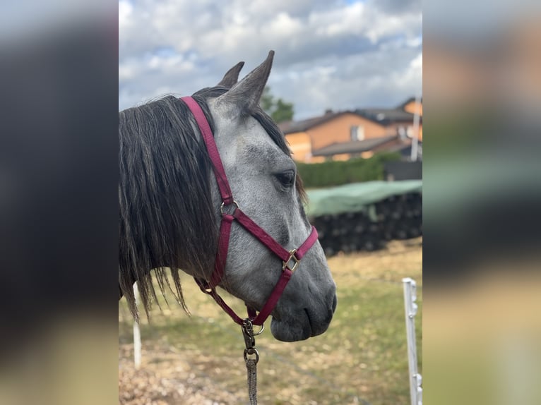 Lusitano Merrie 4 Jaar 164 cm Appelschimmel in Sch&#xF6;nhagenT
