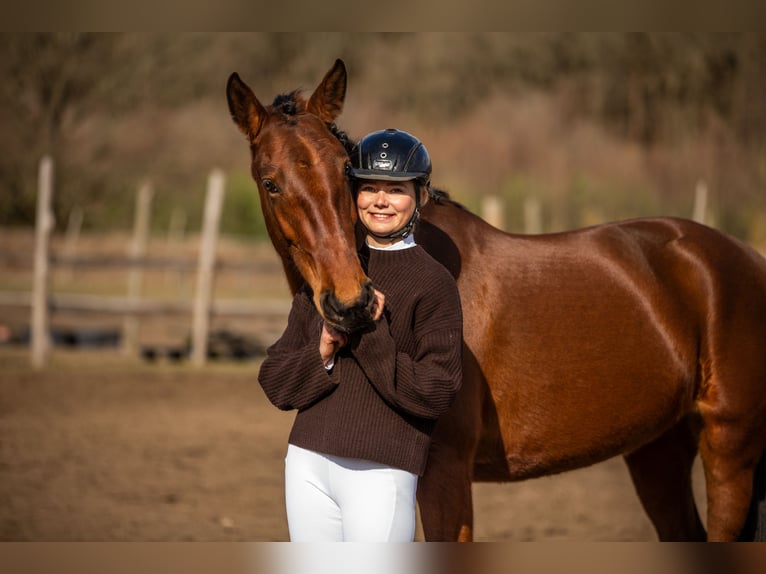 Lusitano Merrie 4 Jaar 164 cm Bruin in Thyrow