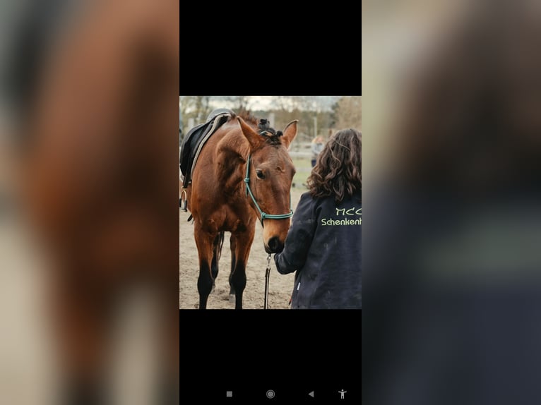 Lusitano Merrie 4 Jaar 164 cm Bruin in Thyrow