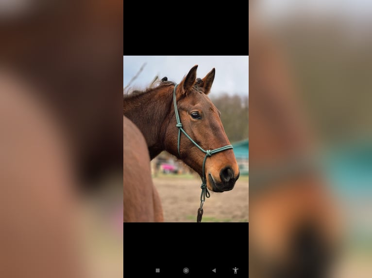 Lusitano Merrie 4 Jaar 164 cm Bruin in Thyrow