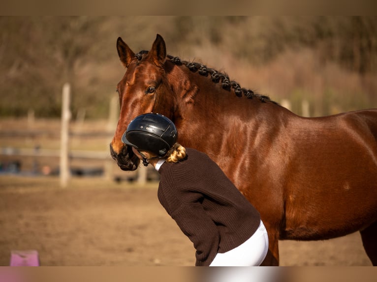 Lusitano Merrie 4 Jaar 164 cm Bruin in Thyrow